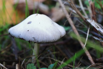 Weißer Pilz im Unterholz im Herbst