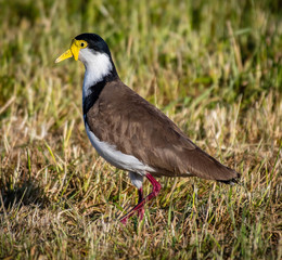 Masked lapwing in New Zealand
