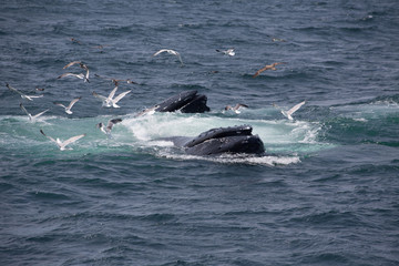 Fototapeta premium Humpback Whales in Cape Cod, USA