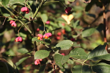 Rote Beeren am Strauch im Herbst