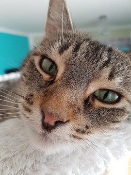 Kater graugetigert