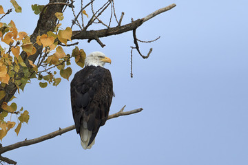 Bald eagle perched on a branch.