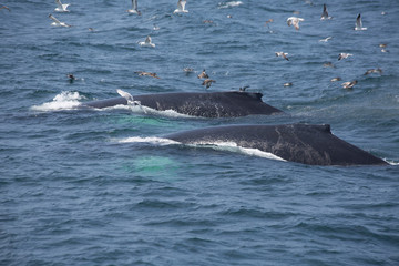 Fototapeta premium Humpback Whales in Cape Cod, USA