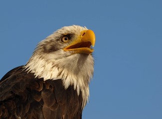 Weißkopfseeadler