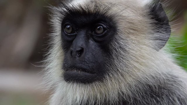 Northern plains gray langur (Semnopithecus entellus) monkey struggling to stay awake