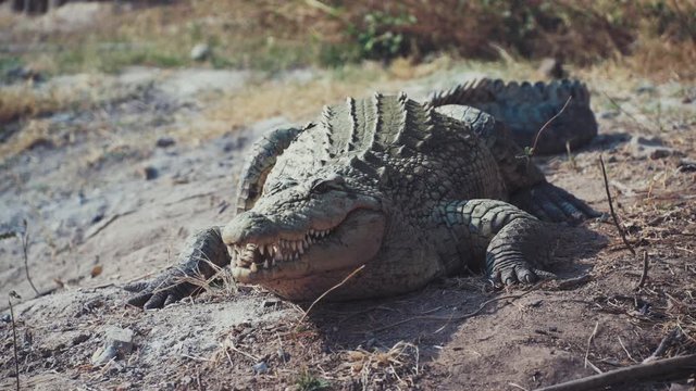 crocodile by the river. Africa. Angola.
