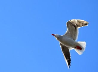 Ride on a Gull's Flight