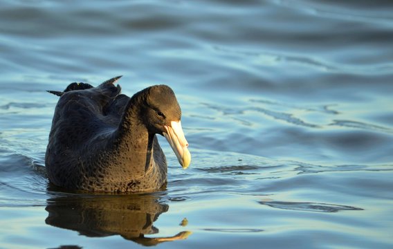 Southern Giant Petrel