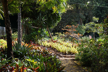 Jardin botanique - Chemin - Mad&egrave;re