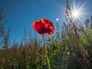 red poppy in front of sun and very nice flower field