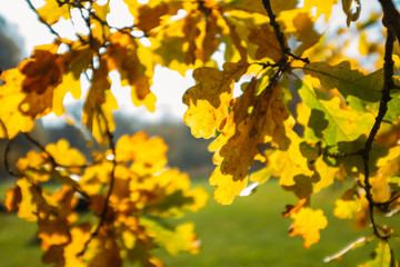 Autumn Leaves in park