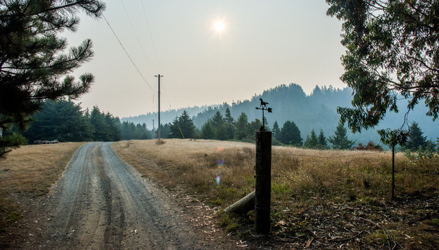 California Pasture on Summer Morning