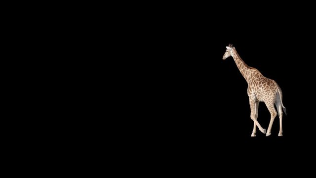 African giraffe slowly walking across the frame on black screen, real shot, isolated on alpha channel premultiplied with black and white matte, perfect for digital composition, cinema, 3d mapping.