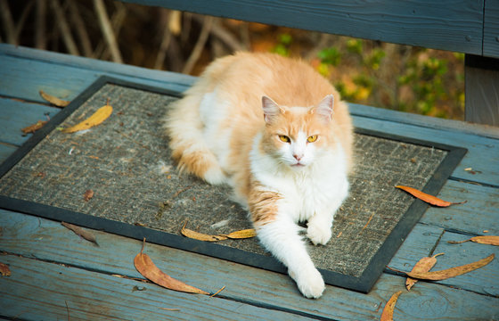 Cat Relaxing on a Porch