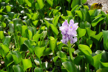 Jardin botanique - Fleur violette - Mad&egrave;re