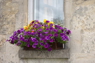 Fototapeta na wymiar Adorno floral en ventana