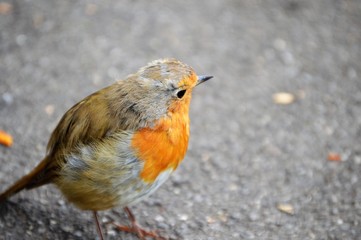 Petirrojo posado en el suelo