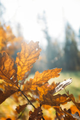 Autumn Leaves in park