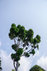 Jardin botanique - Arbre - Mad&egrave;re