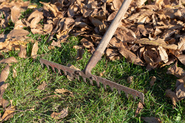 Raking dry leaves with gardening tools. Autumn cleaning on the lawn near the house.