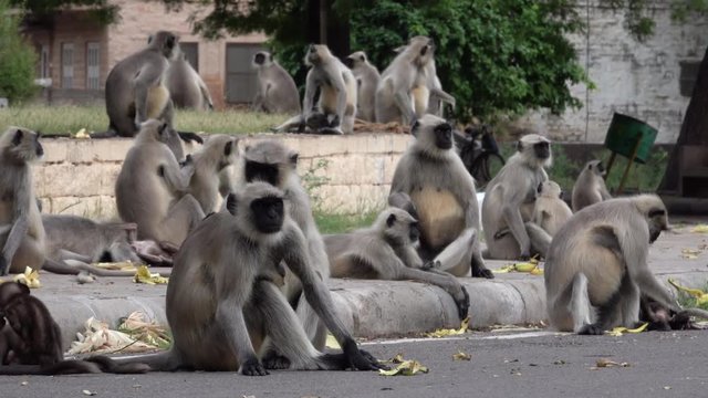 Large number of northern plains gray langur monkeys in Mandore garden, Jodhpur, India