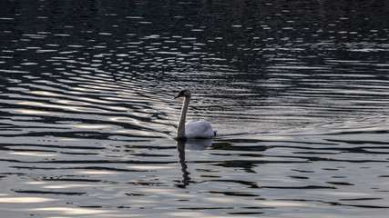 Schwan im Abendlicht