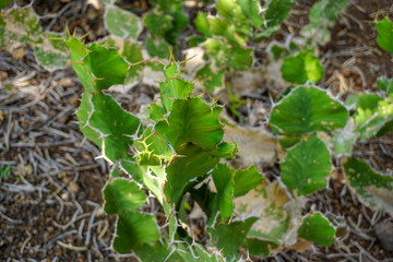 Jardin botanique - Cactus 8 - Mad&egrave;re