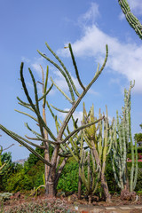 Jardin botanique - Cactus 7 - Mad&egrave;re