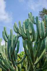 Jardin botanique - Cactus 5 - Mad&egrave;re