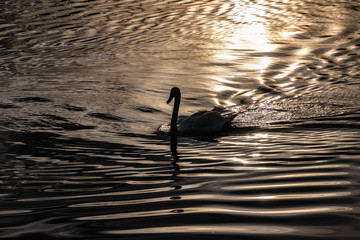 Schwan im Abendlicht