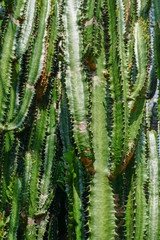 Jardin botanique - Cactus 4 - Madère