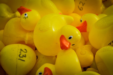 Close up of rubber ducks ready to race
