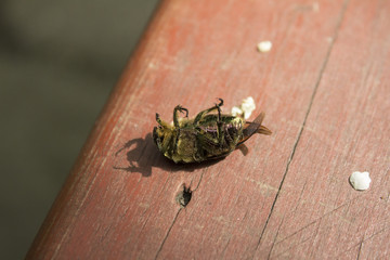 green bug 