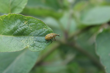 bug on a leaf