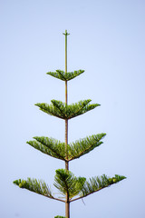 Jardin botanique - Araucaria excelsa, Pin de Norfolk 3 - Mad&egrave;re