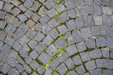 Old pavement of paving stones with plants sprouting between the stones