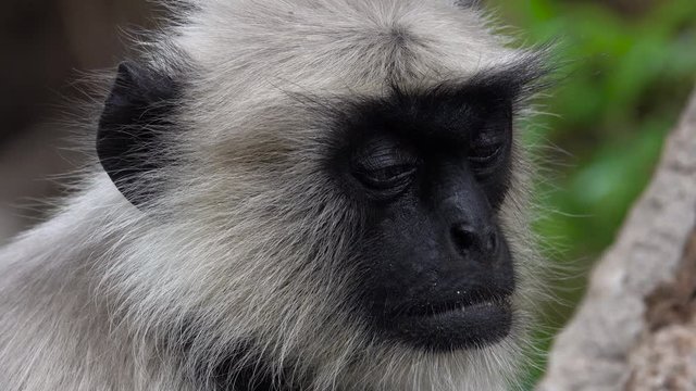 Northern plains gray langur (Semnopithecus entellus) monkey struggling to stay awake