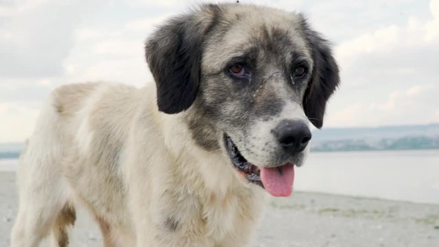 Slow motion a big city homeless hungry dog walks along the shore of a beautiful lake and looks out over the city