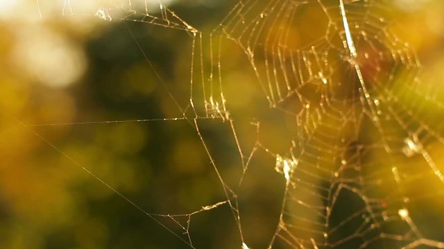 Cobweb ,spiderweb with insects
