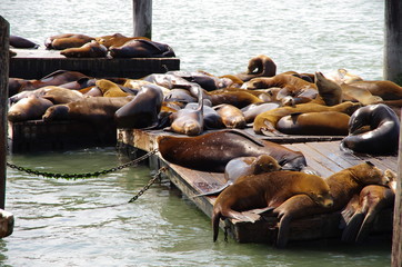 Des lions de mer sur la jetée n°39 à San Francisco (USA)