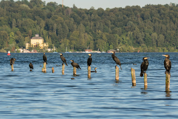Kormoran / Kormorane am Starnberger See