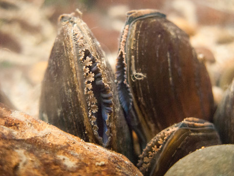 Western Pearlshell Freshwater Mussel 