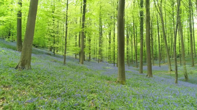 View of forest walking between trees in Halle Forest. Blooming bluebells on meadows under trees. Hallerbos, Belgium