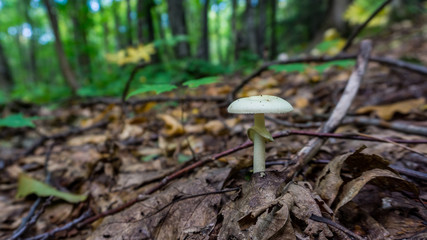 White mushroom with ring on forest bed 