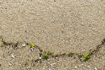 Close up sand background texture surrounded by bright green seaweed and sea shells, copy space