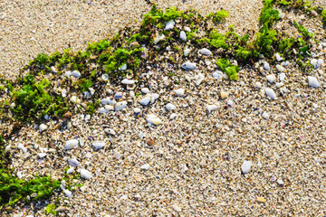 Close up sand background texture surrounded by bright green seaweed and sea shells, copy space