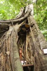 A Buddha statue fitted in Giant Roots of tropical banyan tree in Kep National park - Cambodia, Asia. Holy tree 