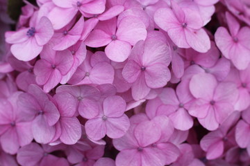 Naklejka na ściany i meble pink hydrangea flowers