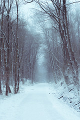 Forest road covered in snow