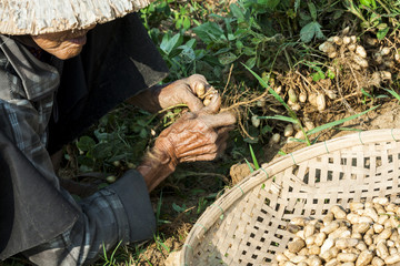 A close up hands of old Vietnamese woman harvesting and picks up peanuts